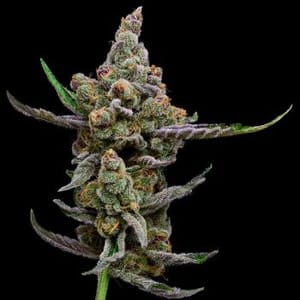 Sail Haten Feminised Seeds - 5-GRB-SH-FEM-5