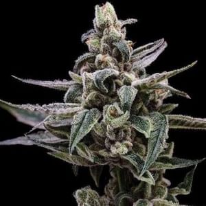 Affie OG Regular Seeds - 11-GRB-AOG-REG-11