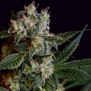 Laotian OG Regular Seeds - 11-GRB-LOG-REG-11