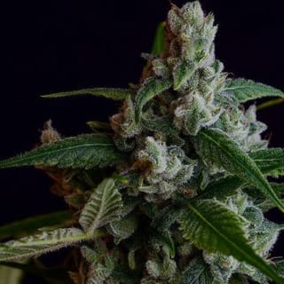 OGLA78 Bx Regular Seeds - 11-GRB-OGLA78-REG-11