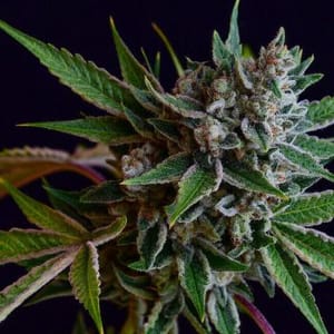 Sour Affie Regular Seeds - 11-GRB-SA-REG-11