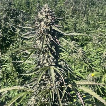 Pillsbury Droboy Feminised Seeds - 5-TRS-PD-FEM-5