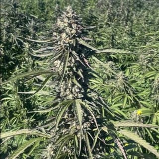 Pillsbury Droboy Feminised Seeds - 5-TRS-PD-FEM-5