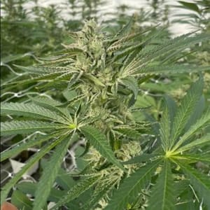 Latte Lato Feminised Seeds - 5-TRS-LL-FEM-5