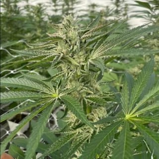 Latte Lato Feminised Seeds - 5-TRS-LL-FEM-5