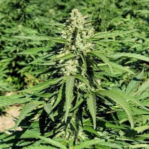 Limonene CBG Feminised Seeds - 5-TRS-LIM-CBG-FEM-5
