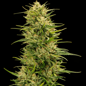 The Don CBD Feminised Seeds - 5-TRS-TD-CBD-FEM-5