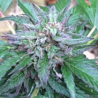 Early Bubba Regular Seeds - 10-ACEEBREG10