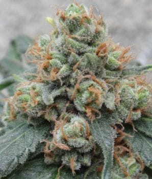 HashTonic Regular Seeds - 10-ACEHTREG10