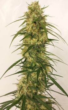 Panama A5 Haze Feminised Seeds - 5-ACEPNMA5HFEM5