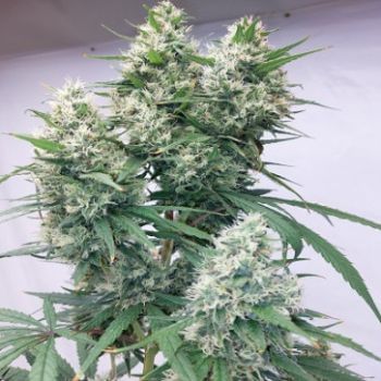 Zenith Feminised Seeds - 5-ACEZENFEM5
