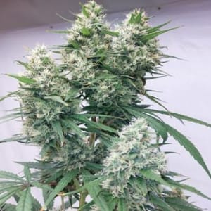 Zenith Feminised Seeds - 5-ACEZENFEM5