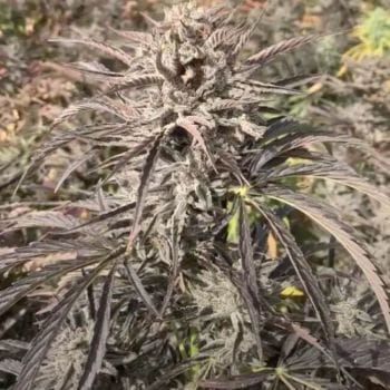 EZ Bake AUTO Feminised Seeds - 5-TRS-EZB-AUTO-FEM-5