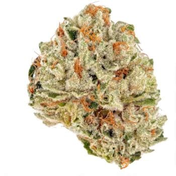 Socrates Sour Feminised Seeds - 5-TRS-SS-FEM-5