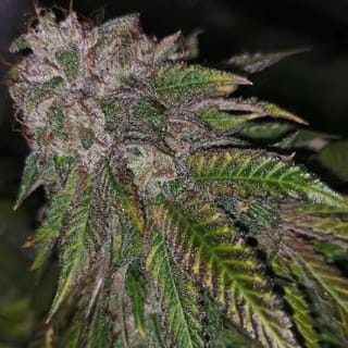 Dirty Kuntz Feminised Seeds - 5-PF-026-F5