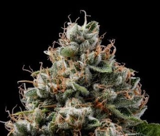 Sour Best Afghani Regular Seeds - 11-GRB-SBSEXAF1-REG-11