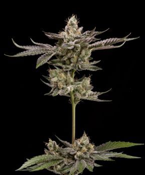 Northern Lemons Regular Seeds - 11-GRB-LPX89NL5-REG-11