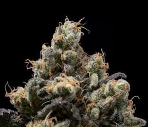 Northern Mints Regular Seeds - 11-GRB-AMX89NL5-REG-11