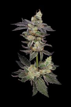 Northern Runtz Regular Seeds - 11-GRB-RUNX89NL5-REG-11