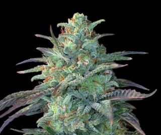 Eggnog OG Feminised Seeds - 5-G13L-EGGN-FEM-5