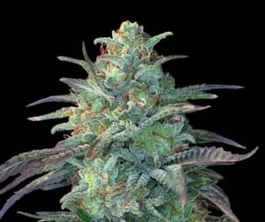 Eggnog OG Feminised Seeds - 5-G13L-EGGN-FEM-5