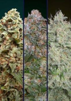 Collection #9 Feminised Seeds - 6-ADV-COLL9-FEM-6