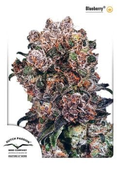 Blueberry Feminised Seeds-dp-blueberry