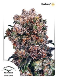 Blueberry Feminised Seeds-dp-blueberry