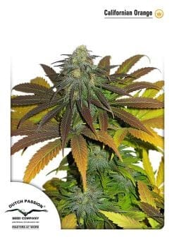 Californian Orange Feminized Seeds-dp-californianorange