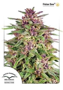 Frisian Dew Feminized Seeds-dp-frisiandew