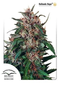 Holland's Hope Feminised Seeds-dp-hollandshope