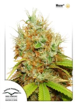 Mazar Feminised Seeds-dp-mazar