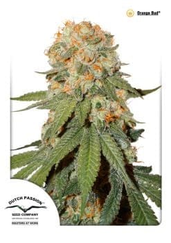 Orange Bud Feminised Seeds-dp-orangebud