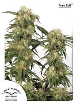 Pamir Gold Feminised Seeds-dp-pamirgold
