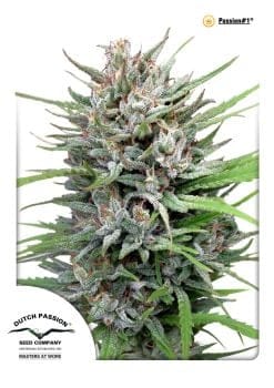 Passion #1 Feminised Seeds-dp-passion-1