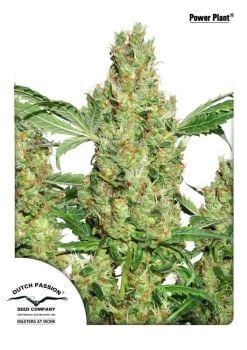 Power Plant Feminized Seeds-dp-powerplant