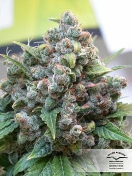 White Widow Feminized Seeds-dp-white-widow