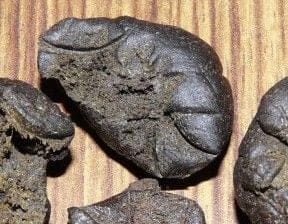 Parvati Regular Seeds-parvati