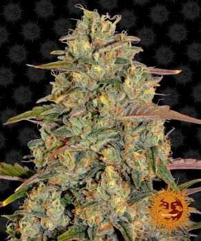 Amnesia Lemon Feminised Seeds-amnesia-lemon