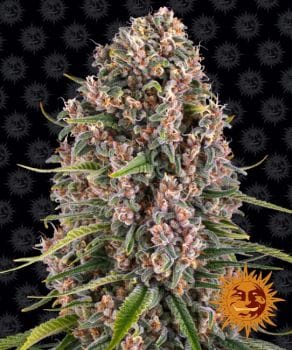 Blue Cheese (Blueberry Cheese) Feminised Seeds-blue-cheese