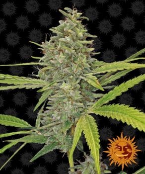 G13 Haze Feminised Seeds-g13-haze