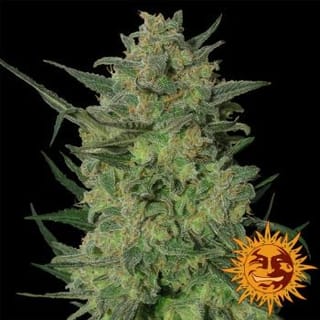 LSD Feminised Seeds-lsd