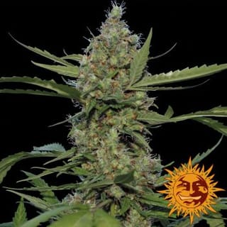 Laughing Buddha Feminised Seeds-laughing-buddha