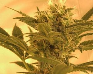 Big Band Feminised Seeds-big-band