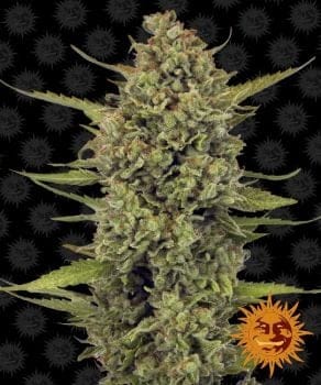 Acapulco Gold Feminised Seeds-acapulco-gold