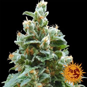 Vanilla Kush Feminised Seeds-vanilla-kush