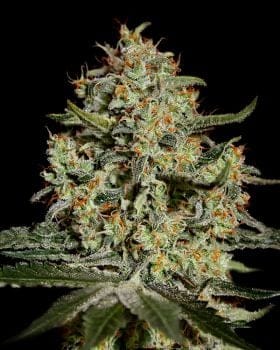 Big Bang Feminised Seeds-big-bang