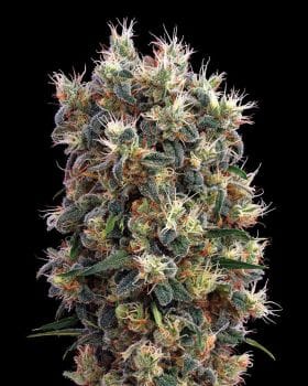 The Church Feminised Seeds-the-church