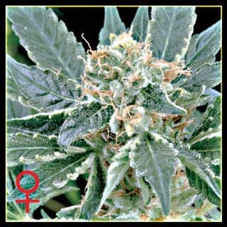 A.M.S. Feminised Seeds-gh-a-m-s