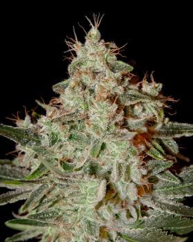 Lemon Skunk Feminised Seeds-gh-lemon-skunk